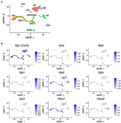 Connexin 43-Mediated Gap Junction Communication Regulates Ameloblast Differentiation via ERK1/2 Phosphorylation